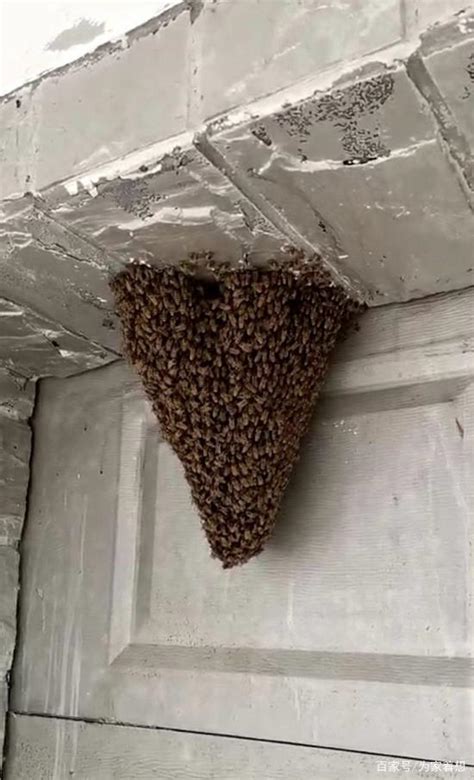 蜜蜂来家里筑巢是好事吗 靜以修身 儉以養德 意思
